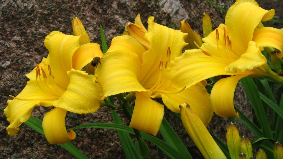 Sarga kurtvirag Sarracenia flava 1