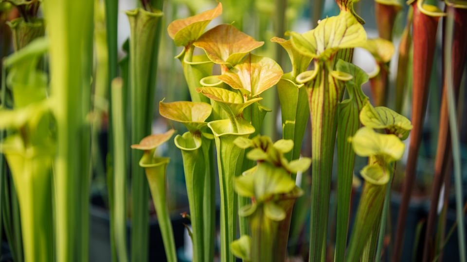 A sárga kürtvirág különleges, zöld és sárga árnyalatú levelei a kertben.