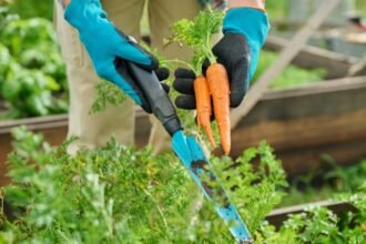 Kertész kezében frissen szüretelt sárgarépák, a háttérben zöld növények.