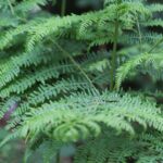 Saspafrany Pteridium aquilium