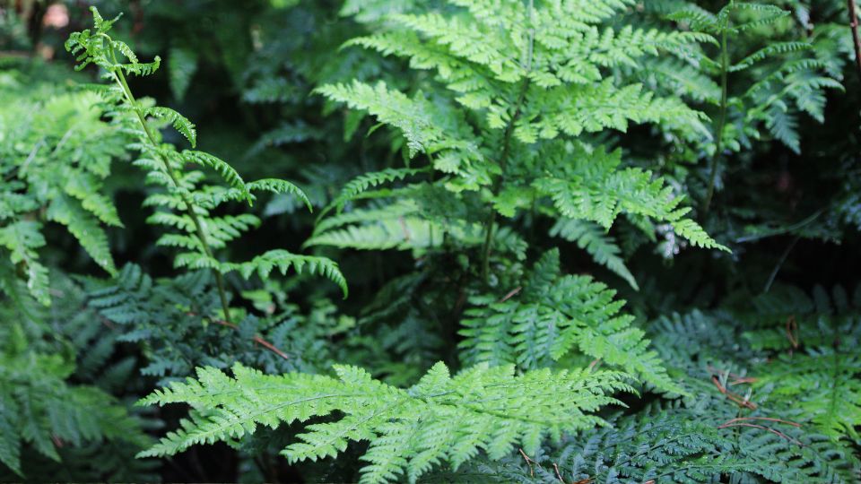 Saspafrany Pteridium aquilium 2