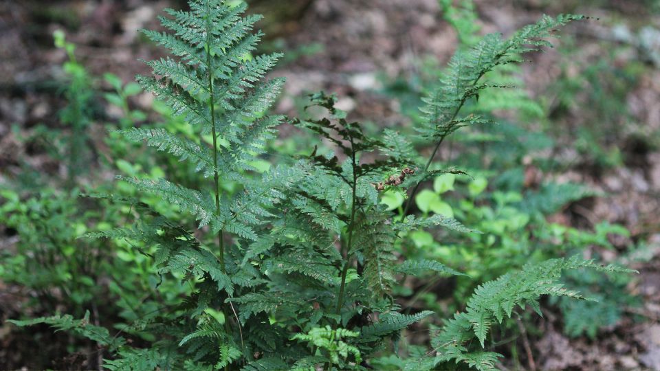 Saspafrany Pteridium aquilium 3