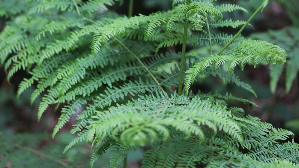 Zöld sasfáni levelek, amelyek a természet szépségét tükrözik, hűvös árnyékot adva.