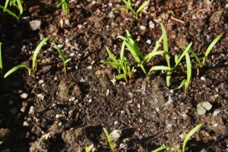 Friss spenót hajtások a földben, zöld levelek a napsütésben.