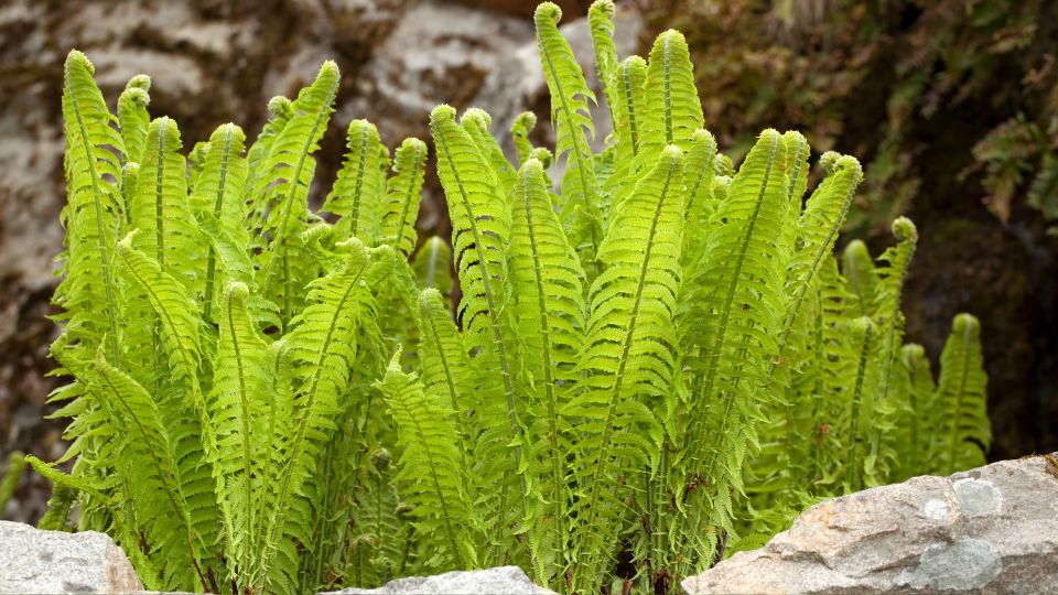 Strucctoll pafrany Matteuccia struthiopteris 2