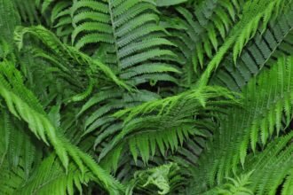 Zöld strucctoll páfrányok sűrűn egymás mellett, friss és egészséges megjelenés.