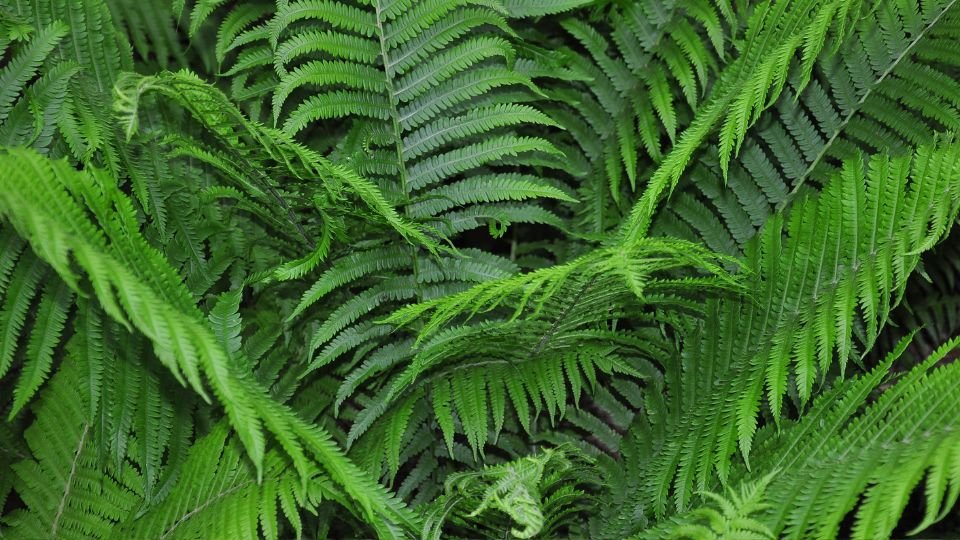 Zöld strucctoll páfrányok sűrűn egymás mellett, friss és egészséges megjelenés.