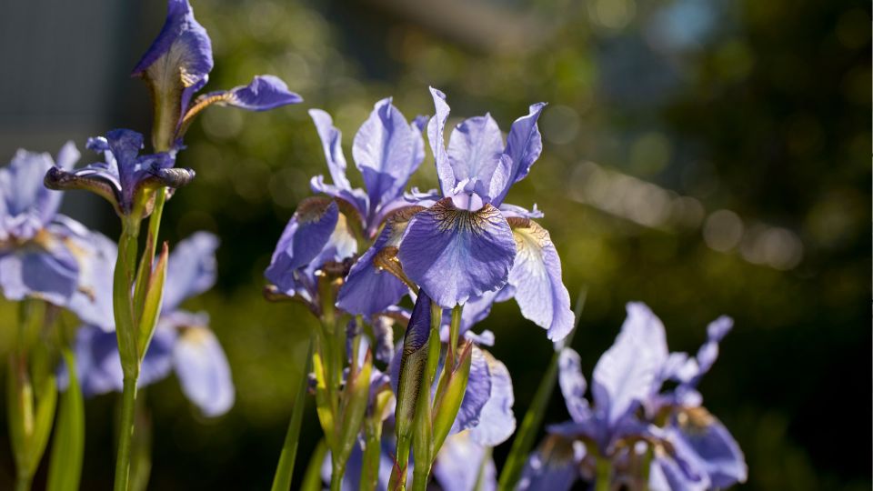 Sziberiai Noszirom Iris sibirica 1