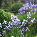 Sziberiai Noszirom Iris sibirica