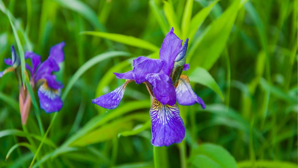 Sziberiai Noszirom Iris sibirica 2
