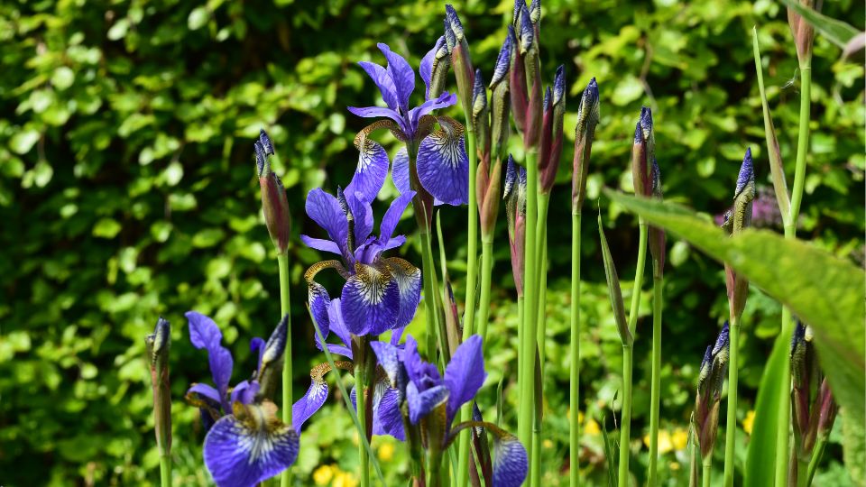 Sziberiai Noszirom Iris sibirica 3