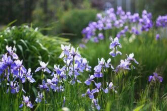 Szibériai nősziromok virágai zöld fűben, vidám tavaszi látvány.
