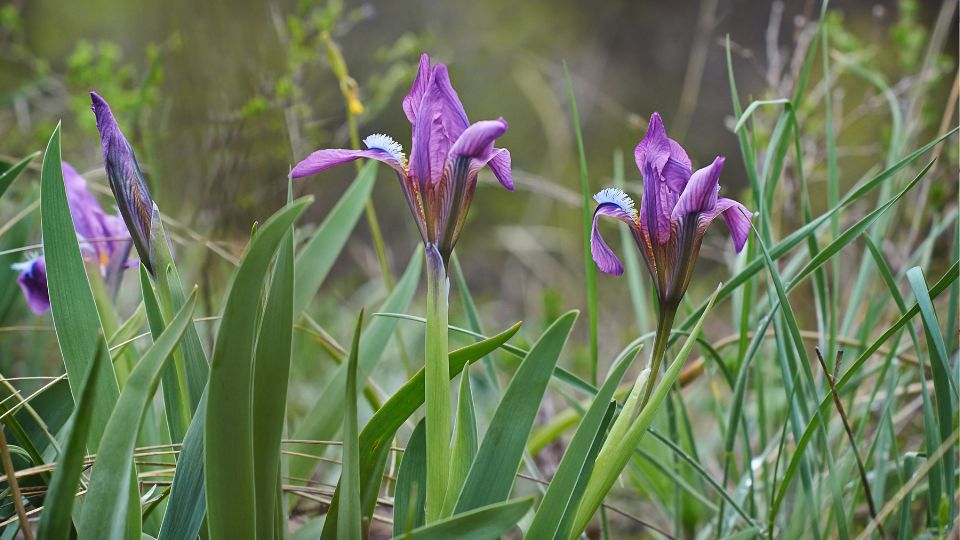 Sziberiai Noszirom Iris sibirica 4