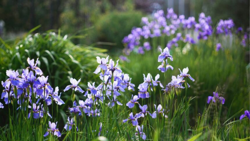 Sziberiai Noszirom Iris sibirica