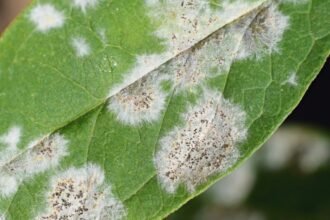 Egy zöld levél gombás betegség jeleivel, fehér és fekete foltokkal.