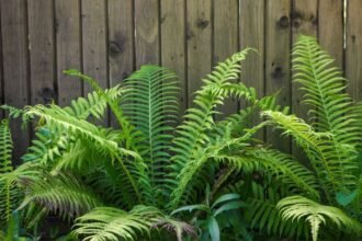 Télálló kerti páfrányok zöld levelei egy fából készült kerítés előtt.