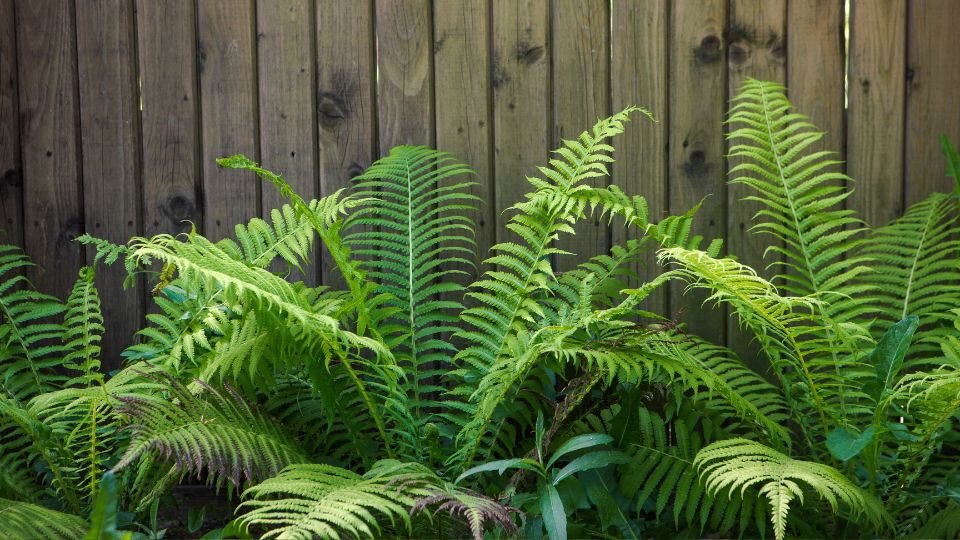 Télálló kerti páfrányok zöld levelei egy fából készült kerítés előtt.