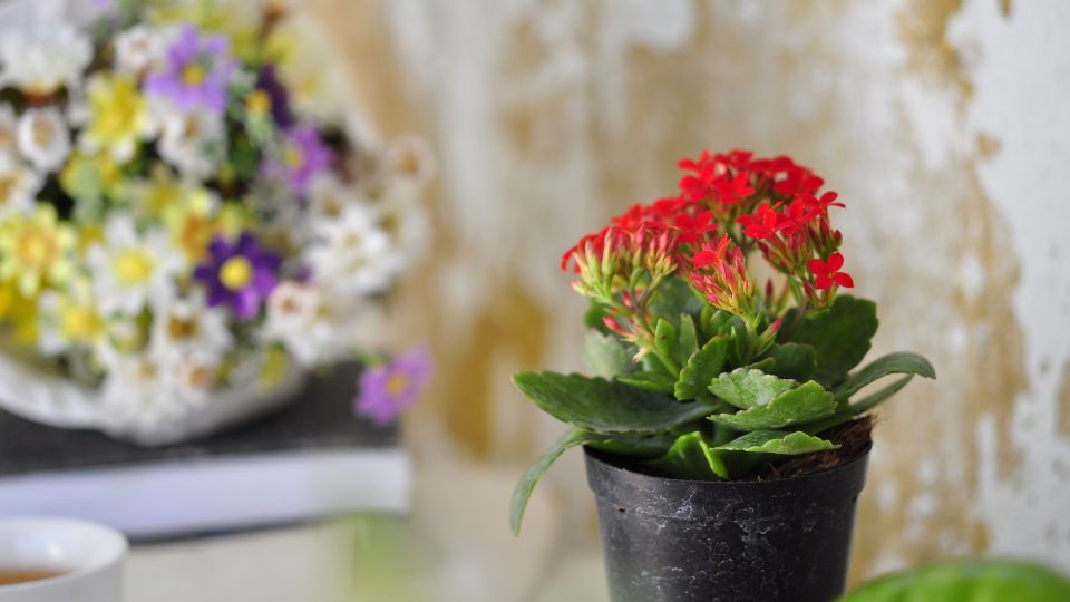 Tömött korallvirág (Kalanchoë blossfeldiana)