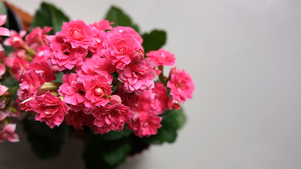 Tömött korallvirág (Kalanchoë blossfeldiana)