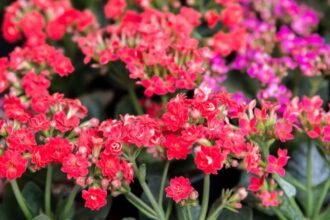Tömött Korallvirág (Kalanchoë blossfeldiana) élénk piros virágai, zöld levelek között.