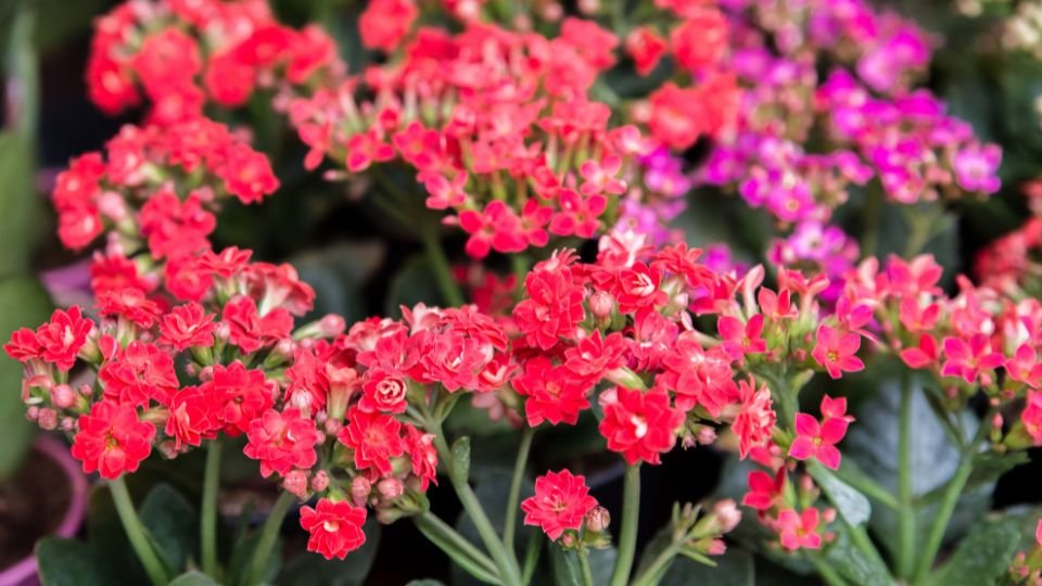 Tömött Korallvirág (Kalanchoë blossfeldiana) élénk piros virágai, zöld levelek között.