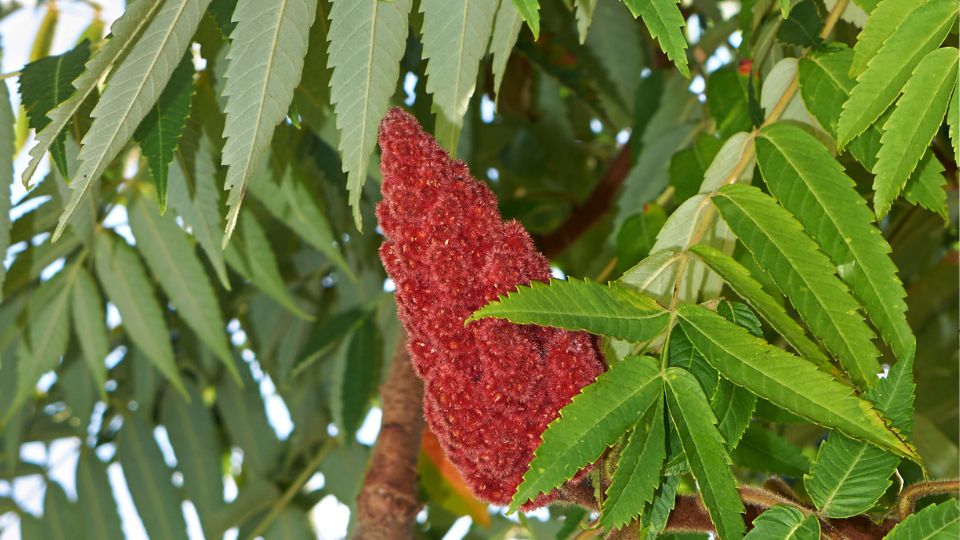 Torzsas Ecetfa Rhus typhina 1