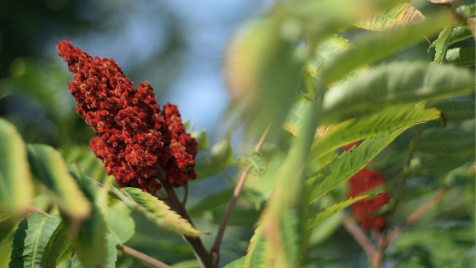 Torzsas Ecetfa Rhus typhina 2