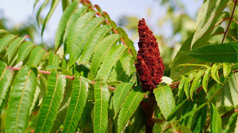 Torzsas Ecetfa Rhus typhina 3