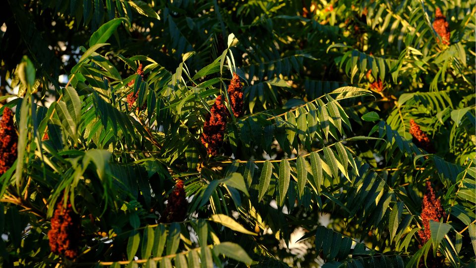 Torzsas Ecetfa Rhus typhina 4
