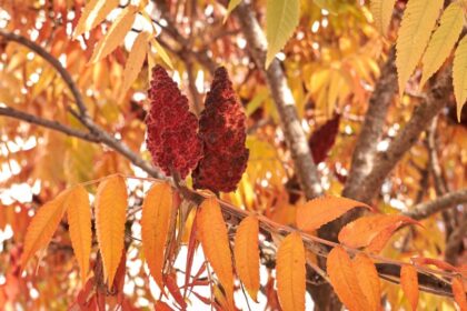 Torzsas Ecetfa Rhus typhina