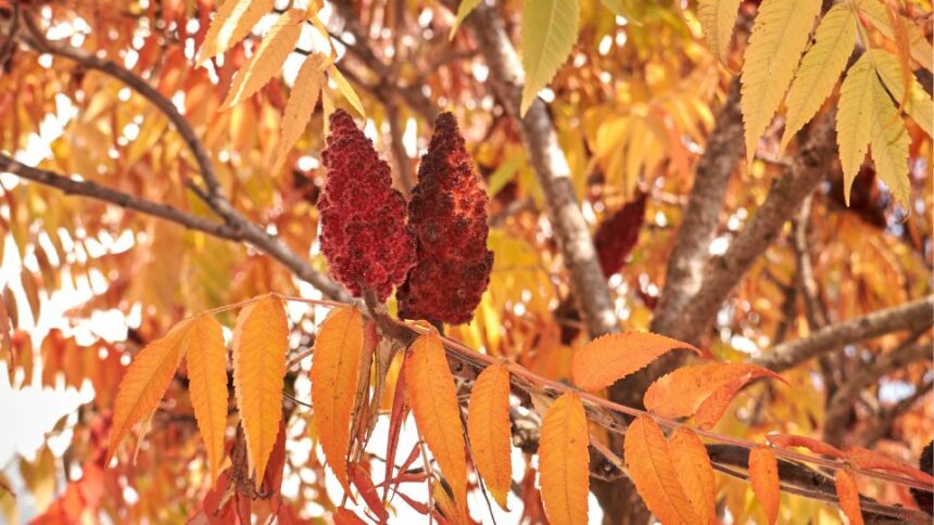 Torzsas Ecetfa Rhus typhina