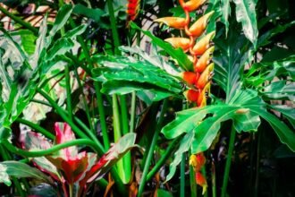 Trópusi esőerdő növényei, élénk zöld levelekkel és színes virágokkal.