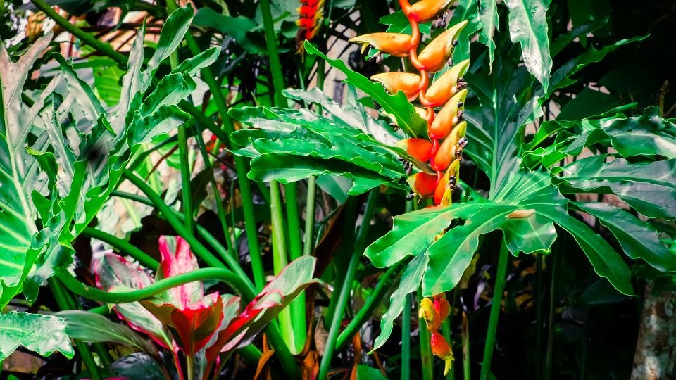 Trópusi esőerdő növényei, élénk zöld levelekkel és színes virágokkal.