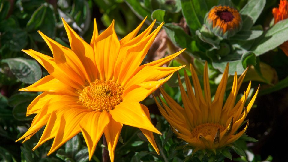 Záporvirág (Gazania rigens)