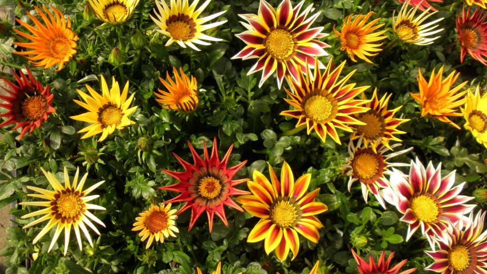 Záporvirág (Gazania rigens)