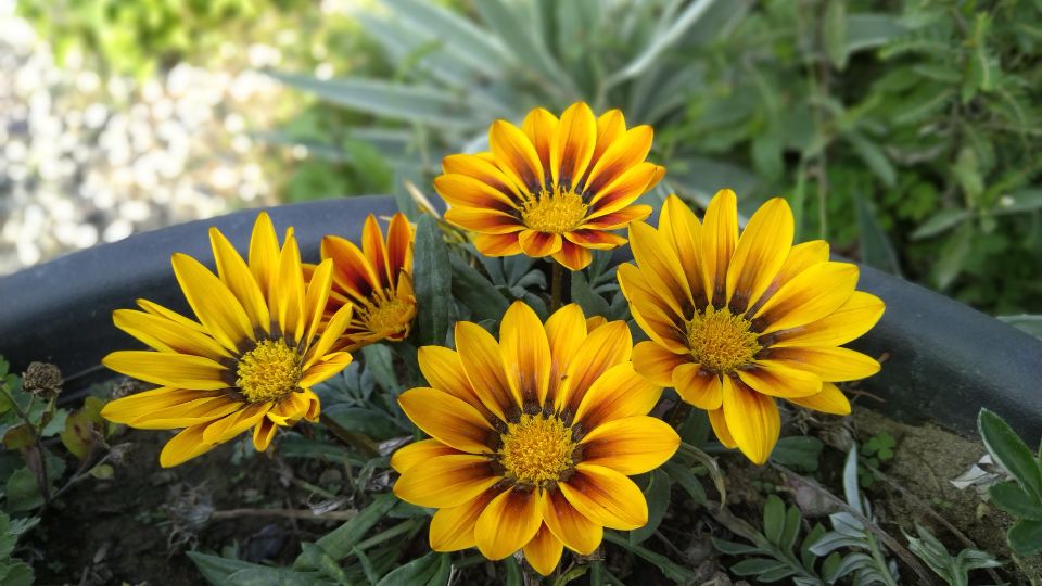 Záporvirág (Gazania rigens)