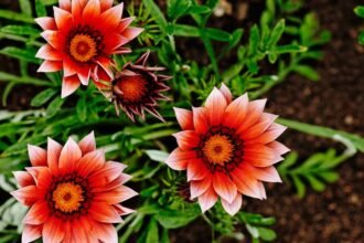 Záporvirág (Gazania rigens) színes virágai egy kertben, zöld levelek között.