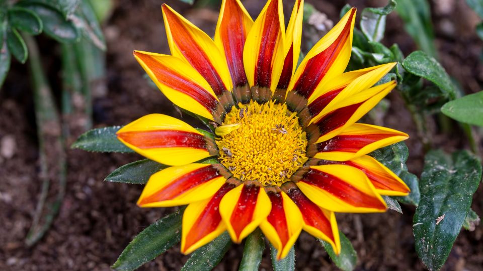 Záporvirág (Gazania rigens)
