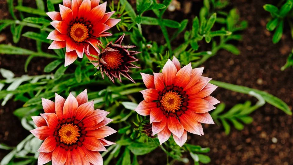 Záporvirág (Gazania rigens) színes virágai egy kertben, zöld levelek között.