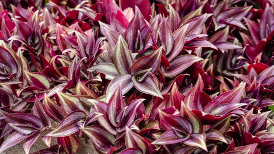 Zebrapletyka (Tradescantia zebrina)