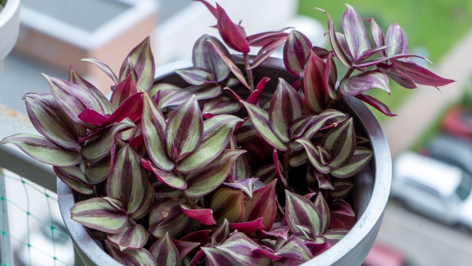 Zebrapletyka (Tradescantia zebrina)