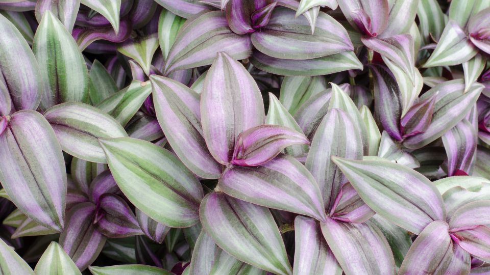 Zebrapletyka (Tradescantia zebrina)