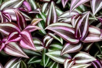 Színes zebrapletyka levelek, zöld és lila csíkokkal díszítve.