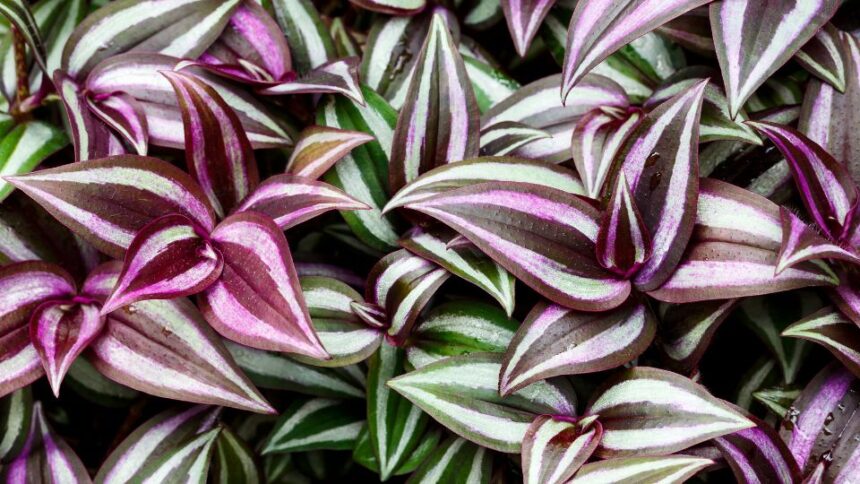 Zebrapletyka Tradescantia zebrina