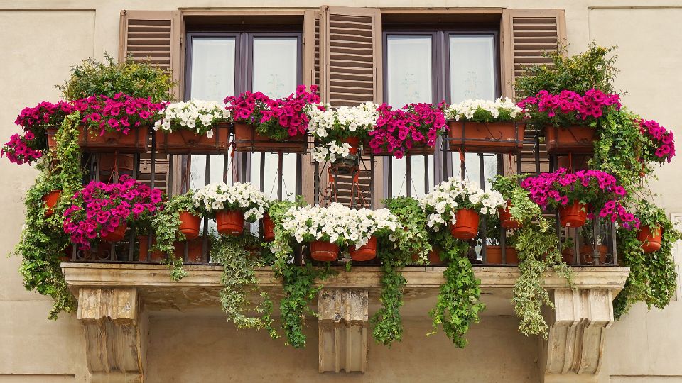 Legszebb balkon virágok