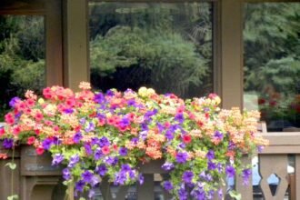 Színes virágokkal teli balkonládák egy teraszon, zöld háttérrel.