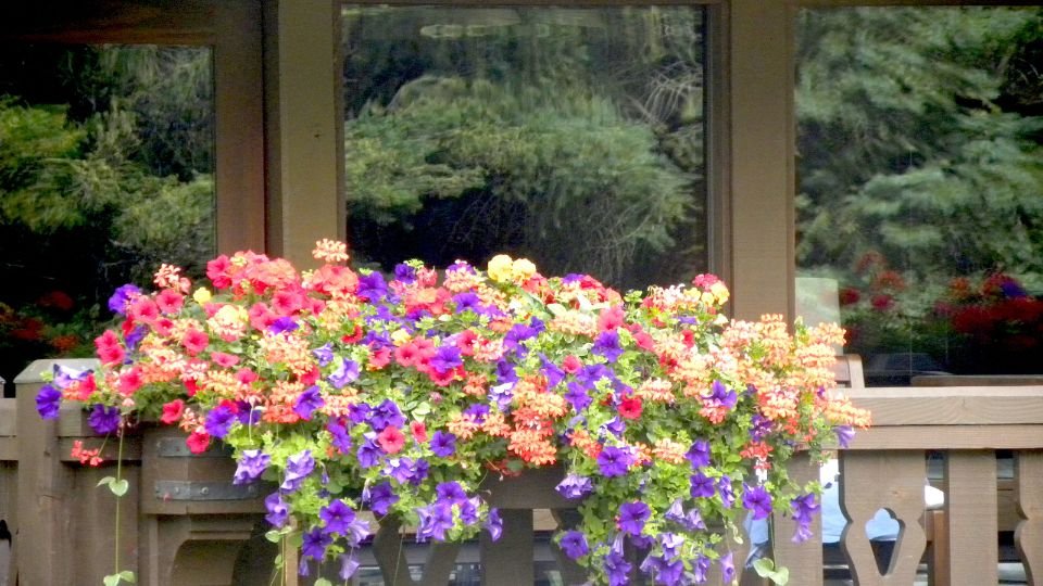 Színes virágokkal teli balkonládák egy teraszon, zöld háttérrel.