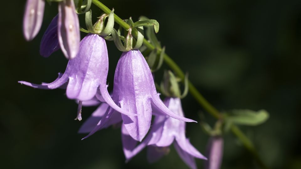 csupros harangvirag Campanula medium 1