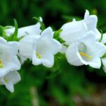 csupros harangvirag Campanula medium