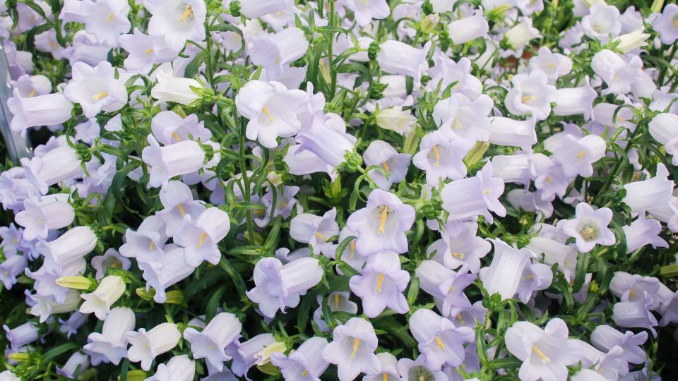 csupros harangvirag Campanula medium 2